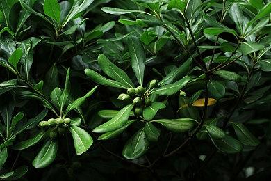 《原子之心》Bug导致Xbox Game Pass玩家无法完成序章任务